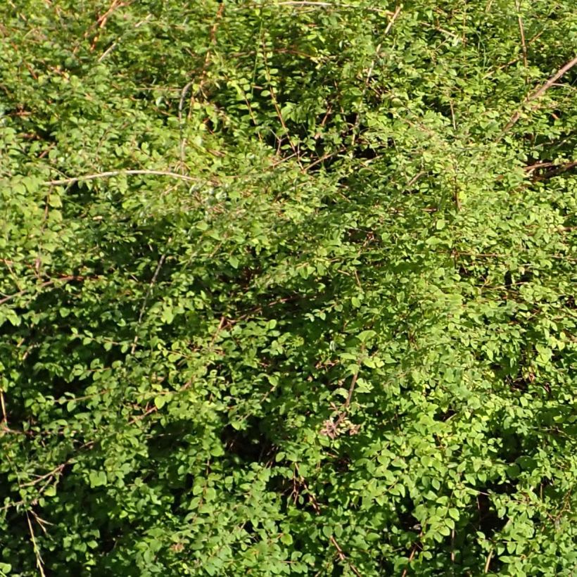 Schneebeere Hancock - Symphoricarpos chenaultii (Laub)
