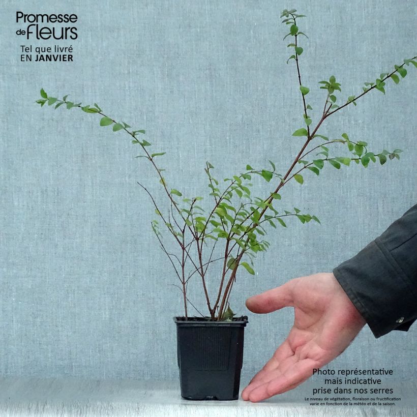 Exemplar von Schneebeere Hancock - Symphoricarpos chenaultii Kleine Töpfe von 8/9 cm wie im Winter geliefert