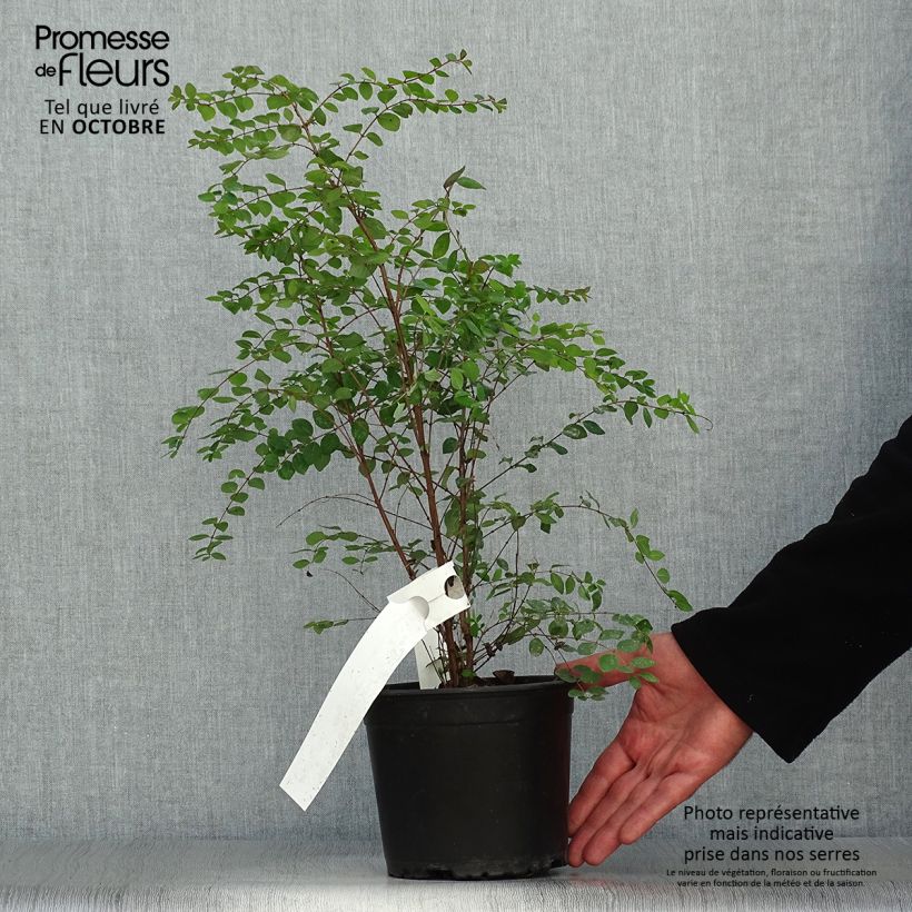 Exemplar von Schneebeere - Symphoricarpos chenaultii Topf mit 2L/3L wie im Herbst geliefert