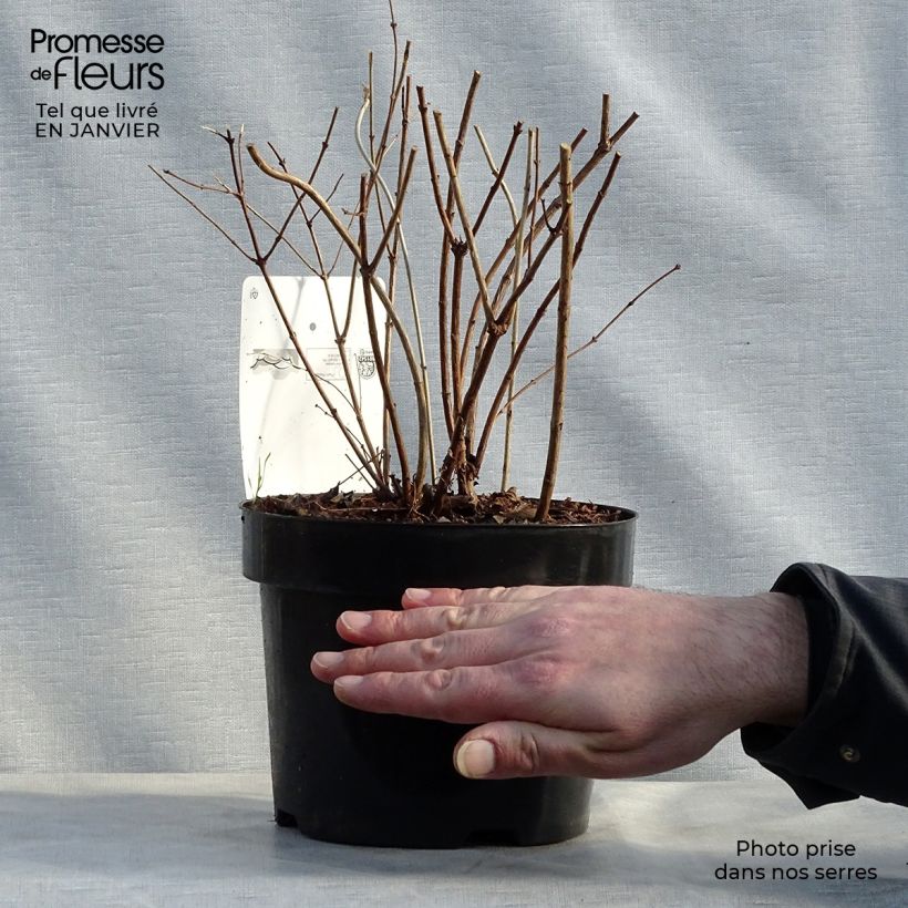 Exemplar von Amethystbeere Amethyst - Symphoricarpos Topf mit 2L/3L wie im Winter geliefert