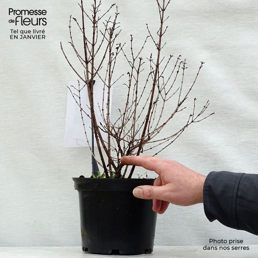 Exemplar von Amethystbeere Magical Candy - Symphoricarpos Topf mit 2L/3L wie im Winter geliefert