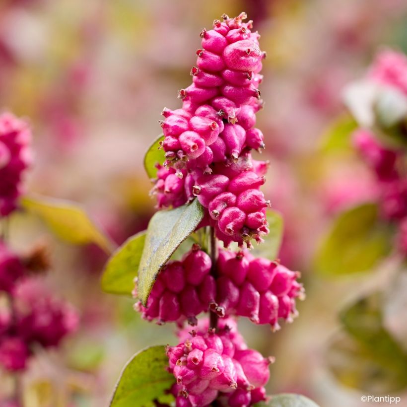 Amethystbeere Little Berry - Symphoricarpos (Ernte)