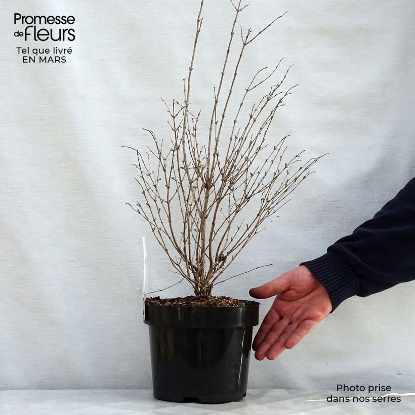 Exemplar von Schneebeere Magical Galaxy - Symphoricarpos Topf mit 3L/4L wie im Frühjahr geliefert