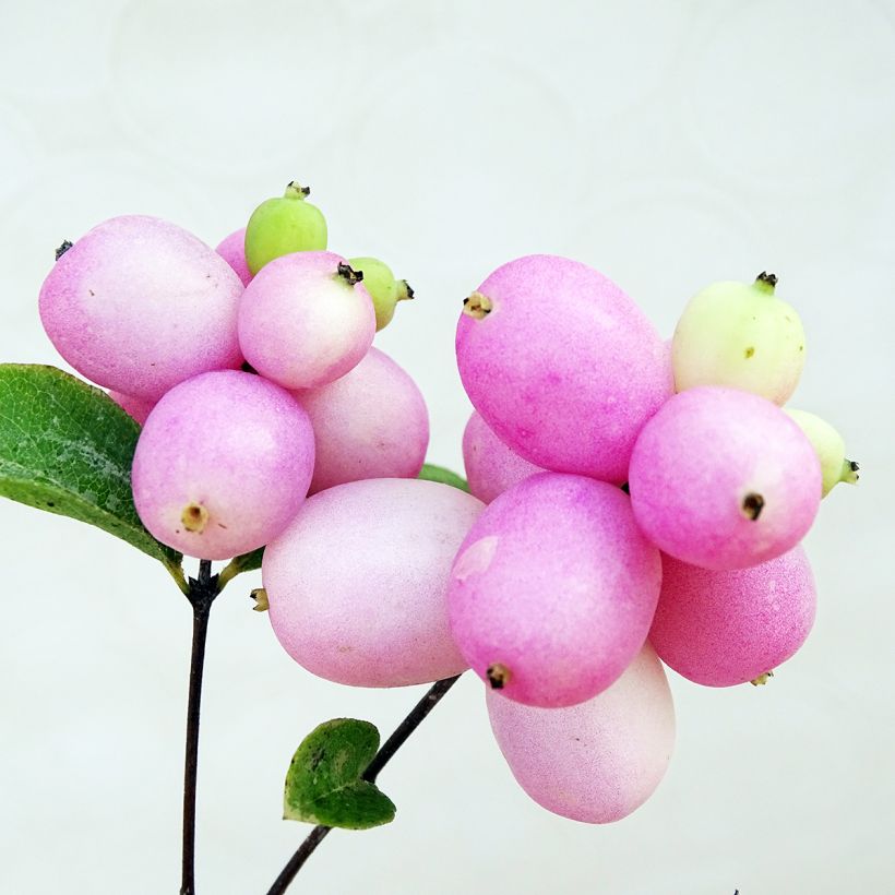 Amethystbeere Mother Of Pearl - Symphoricarpos (Ernte)