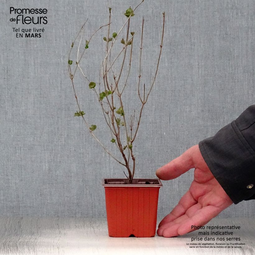 Exemplar von Amethystbeere Mother Of Pearl - Symphoricarpos Kleine Töpfe von 8/9 cm wie im Frühjahr geliefert