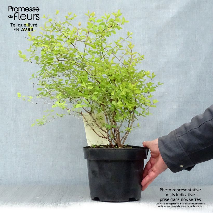 Exemplar von Amethystbeere Amethyst - Symphoricarpos Topf mit 2L/3L wie im Frühjahr geliefert