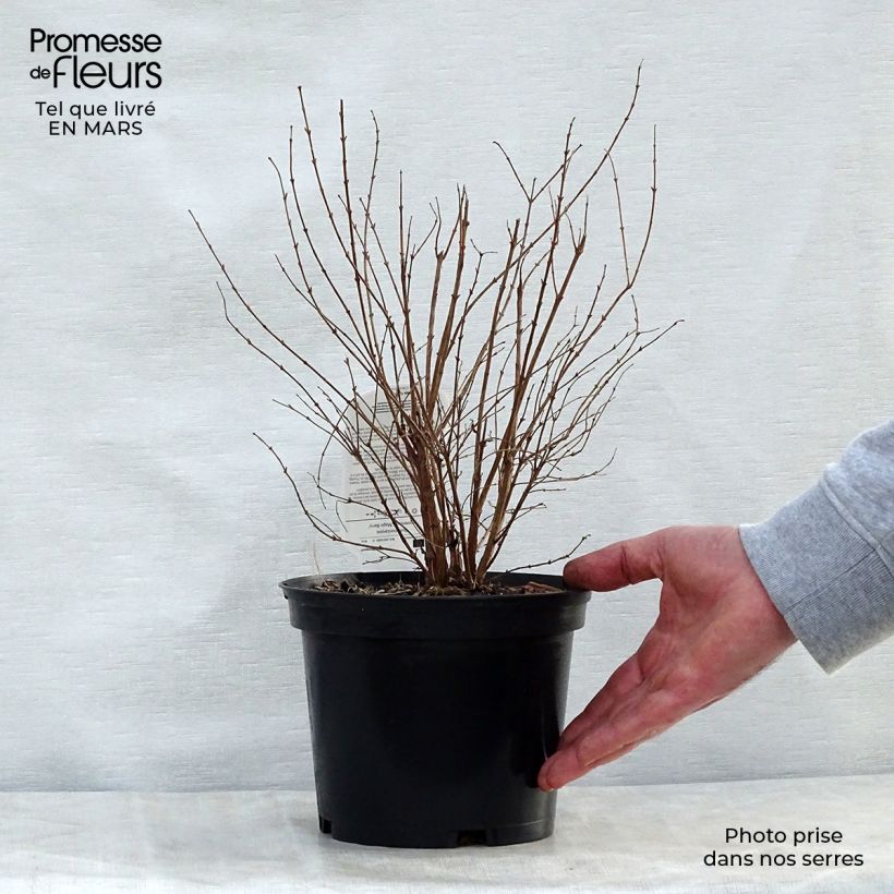 Exemplar von Amethystbeere Magic Berry - Symphoricarpos Topf mit 2L/3L wie im Frühjahr geliefert