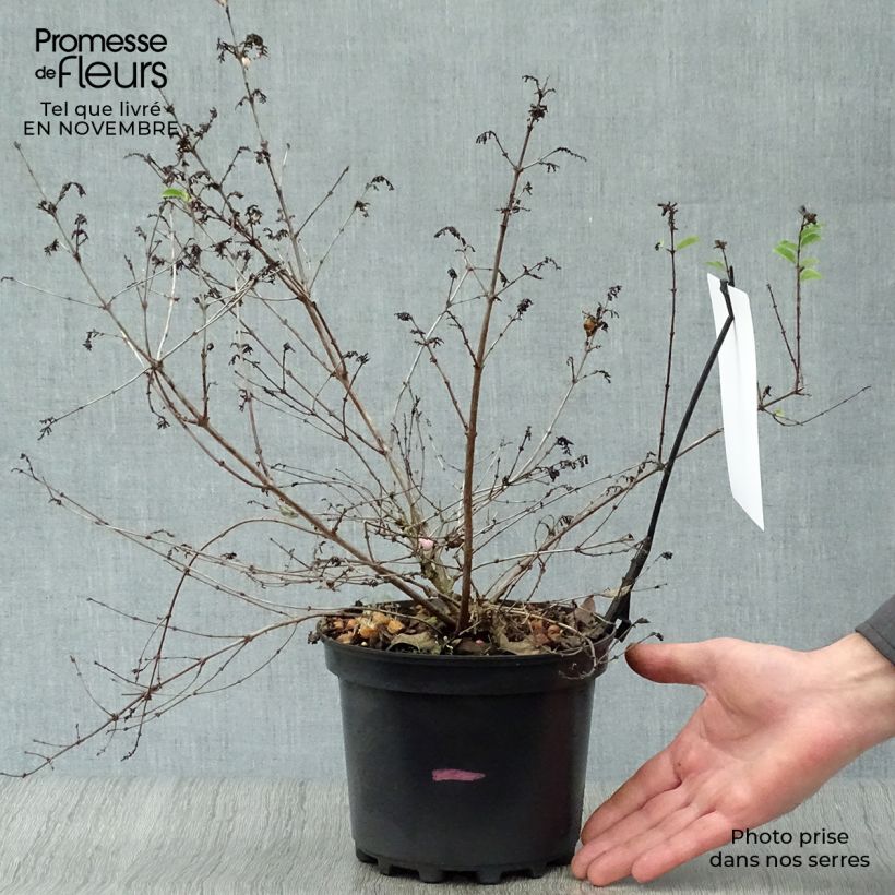 Exemplar von Amethystbeere Magical Candy - Symphoricarpos Topf mit 2L/3L wie im Herbst geliefert