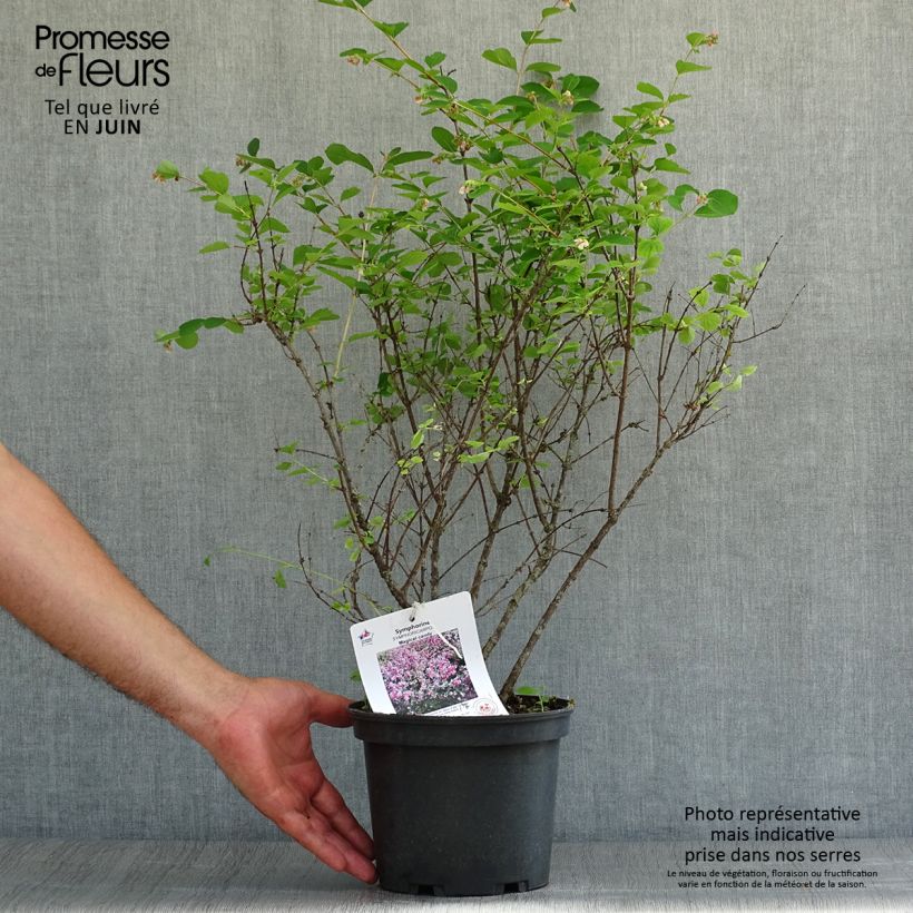 Exemplar von Amethystbeere Magical Candy - Symphoricarpos Topf mit 2L/3L wie im Sommer geliefert