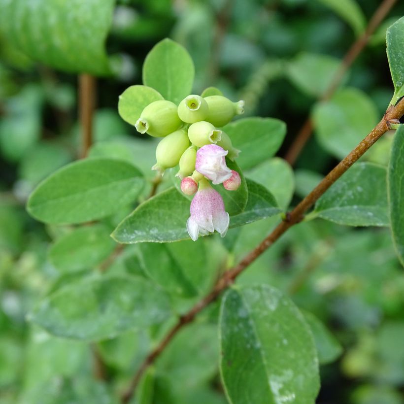 Schneebeere White Hedge - Symphoricarpos (Blüte)
