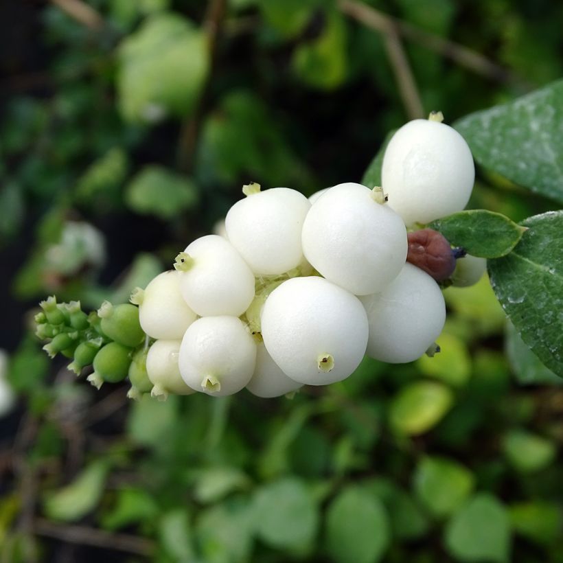 Schneebeere White Hedge - Symphoricarpos (Ernte)