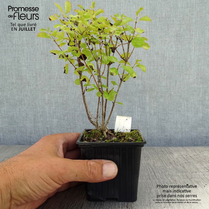 Exemplar von Schneebeere White Hedge - Symphoricarpos Kleine Töpfe von 8/9 cm wie im Sommer geliefert