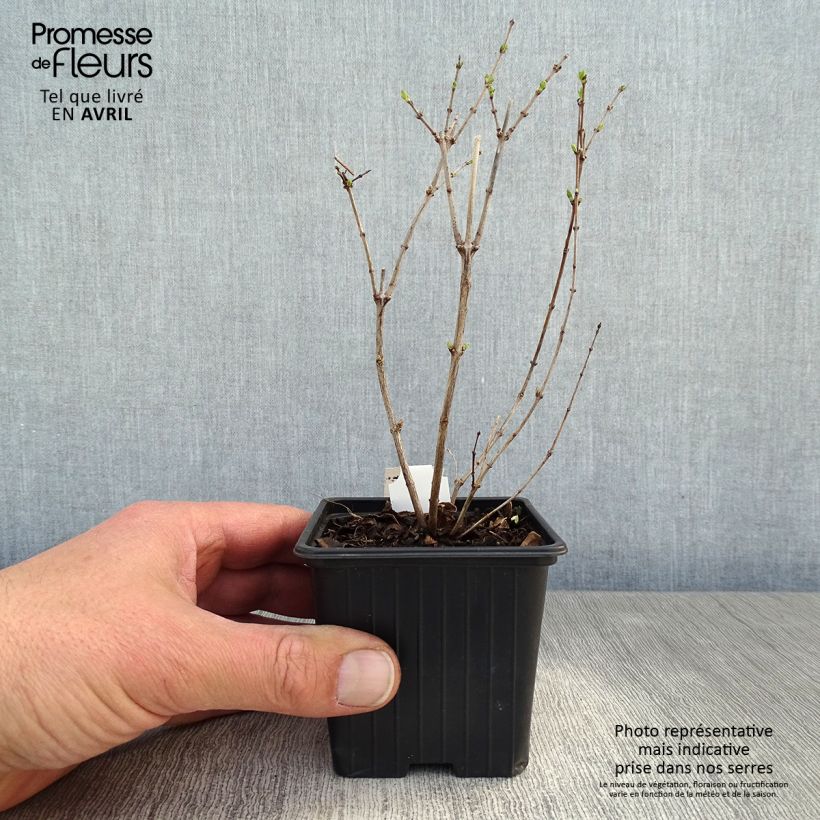 Exemplar von Schneebeere White Hedge - Symphoricarpos Kleine Töpfe von 8/9 cm wie im Frühjahr geliefert