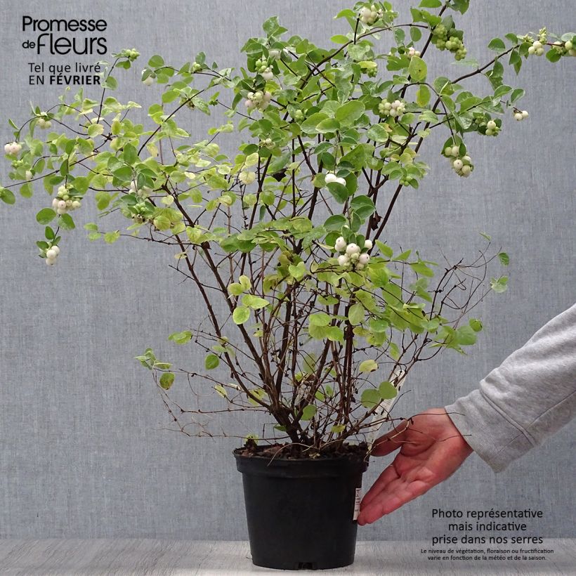 Exemplar von Schneebeere White Hedge - Symphoricarpos Topf mit 2L/3L wie im Herbst geliefert