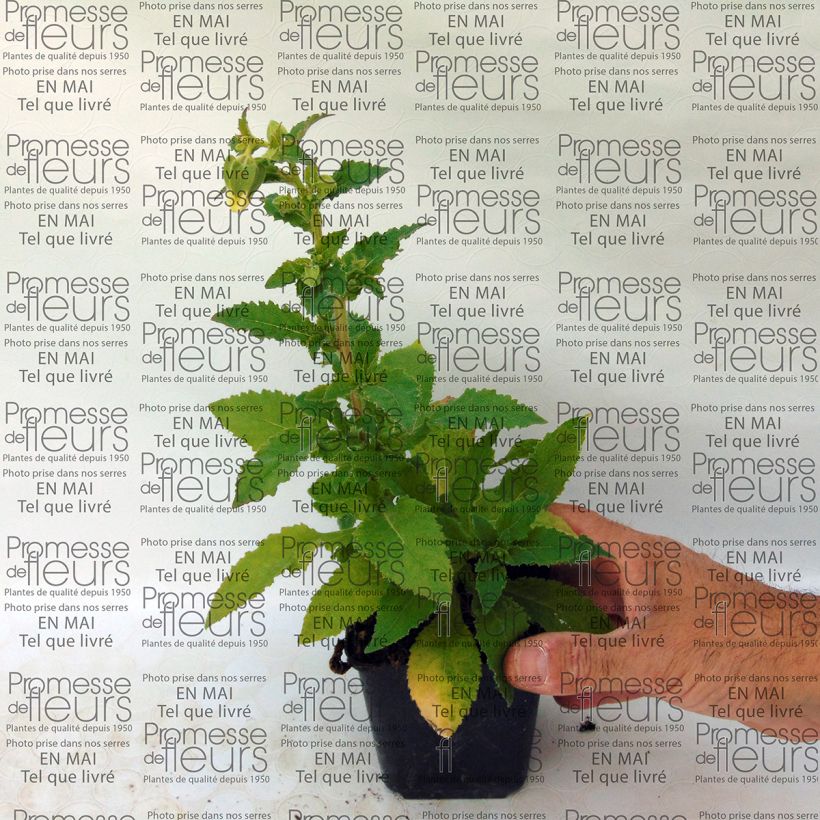 Beispiel eines Exemplars von Symphyandra pendula - Steinglocke Kleine Töpfe von 8/9 cm wie geliefert