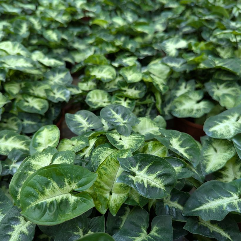 Purpurtute - Syngonium podophyllum Pixie (Laub)