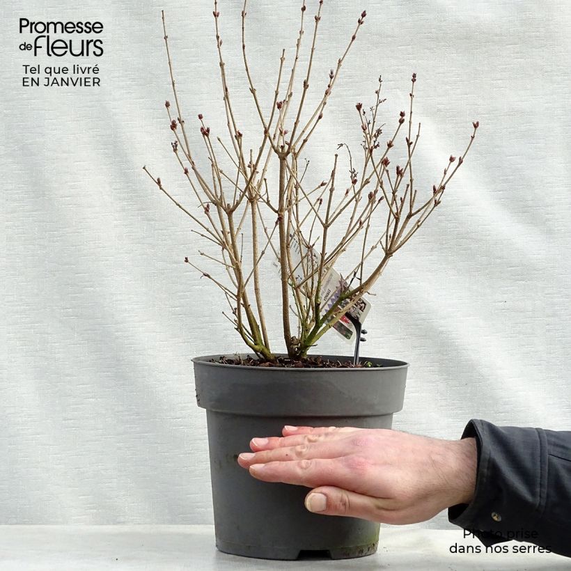 Exemplar von Syringa Pink Perfume - Zwerg-Duftflieder Topf mit 2L/3L wie im Winter geliefert