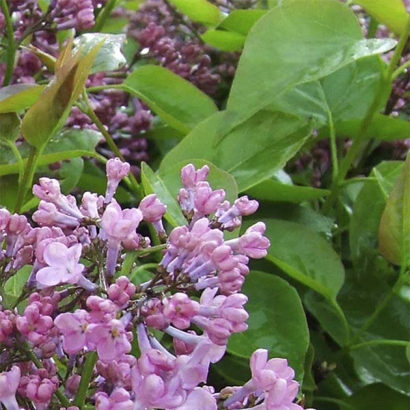 Flieder Maiden's Blush - Syringa hyacinthiflora (Laub)