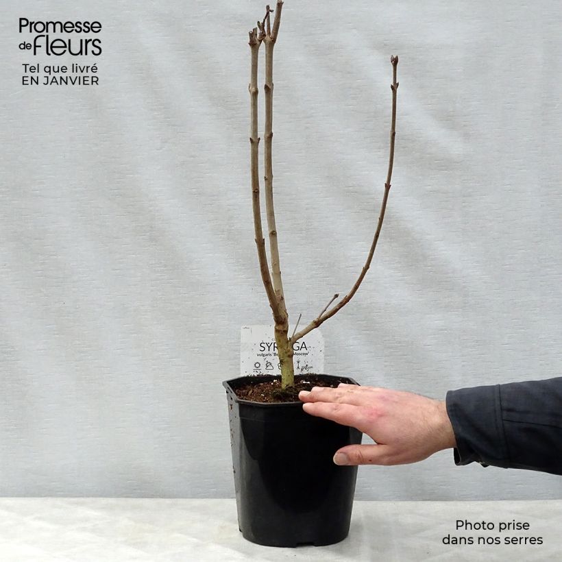 Exemplar von Edelflieder Belle de Moscou - Syringa vulgaris Topf mit 4L/5L wie im Winter geliefert