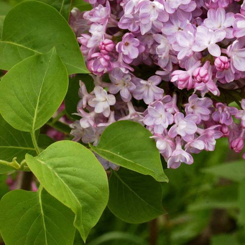 Edelflieder Belle de Nancy - Syringa vulgaris (Laub)