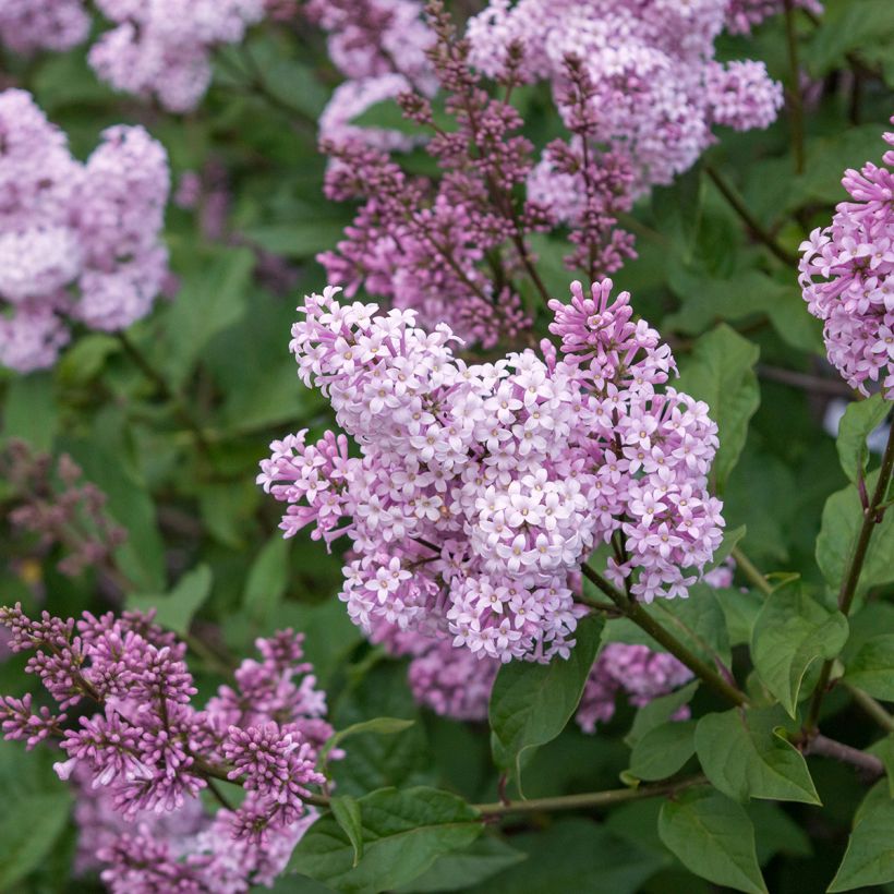Chinesischer Flieder Saugeana - Syringa chinensis (Blüte)