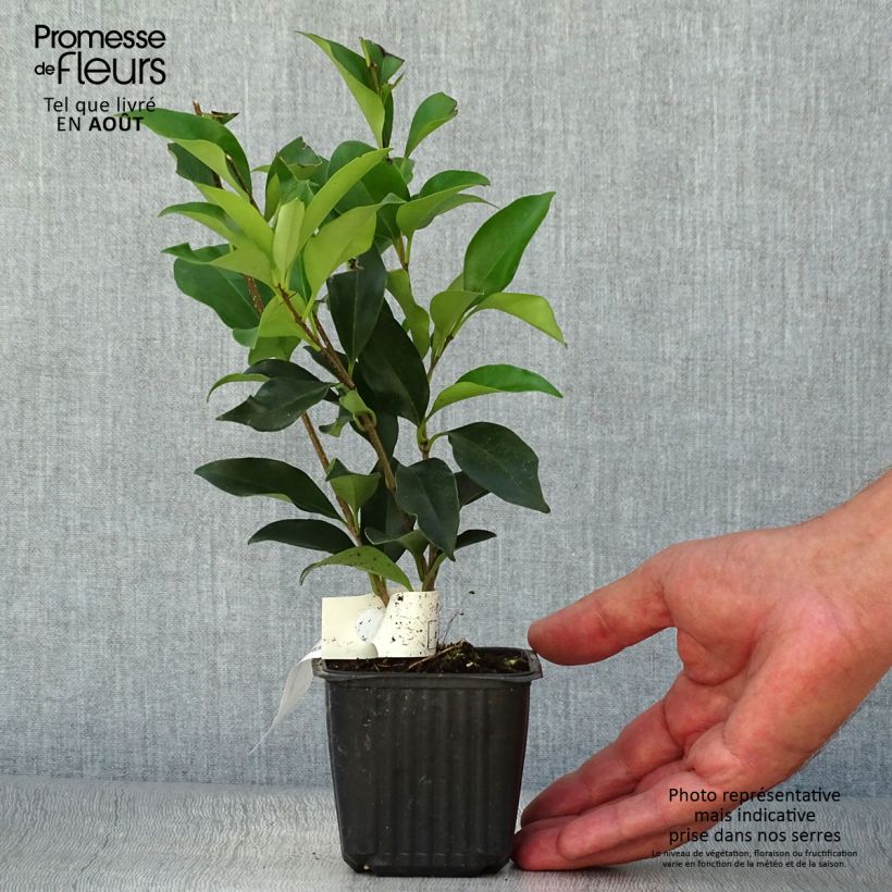 Exemplar von Japanischer Liguster - Ligustrum japonicum Topf mit 1,5L/2L wie im Sommer geliefert