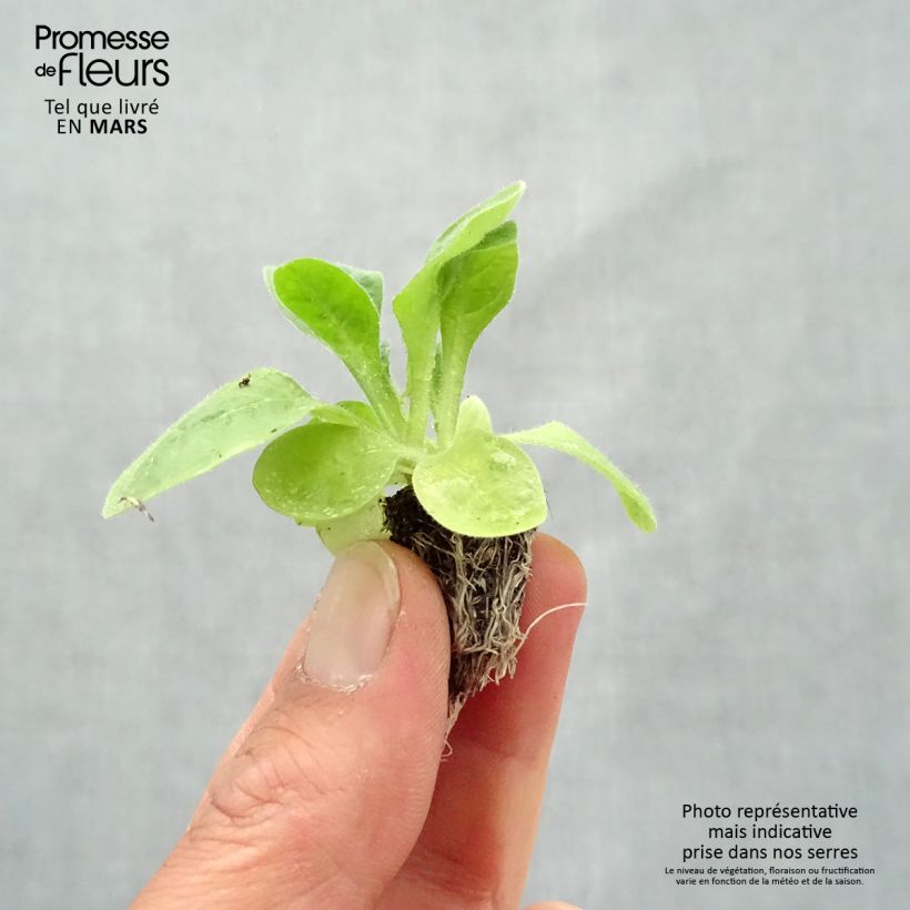 Exemplar von Niederer Ziertabak Perfume F1 Mix - Nicotiana Mini-Plug: Plug 2,2 cm x 2 cm in Anzuchtplatte à 35 Stück wie im Frühjahr geliefert