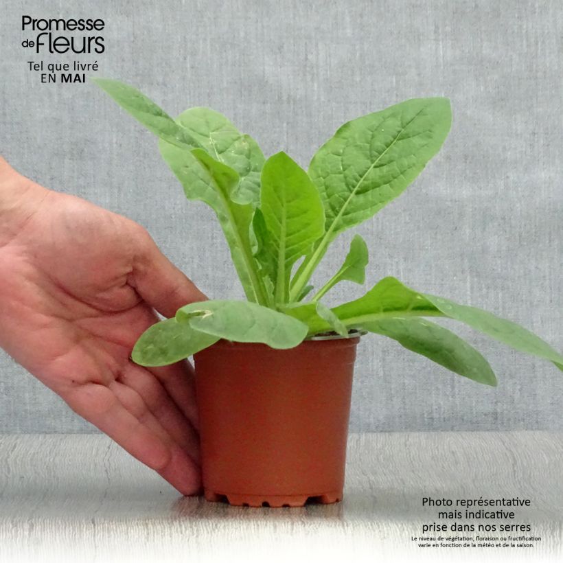 Exemplar von Niederer Ziertabak Perfume Red - Nicotiana Kleine Töpfe von 8/9 cm wie im Frühjahr geliefert