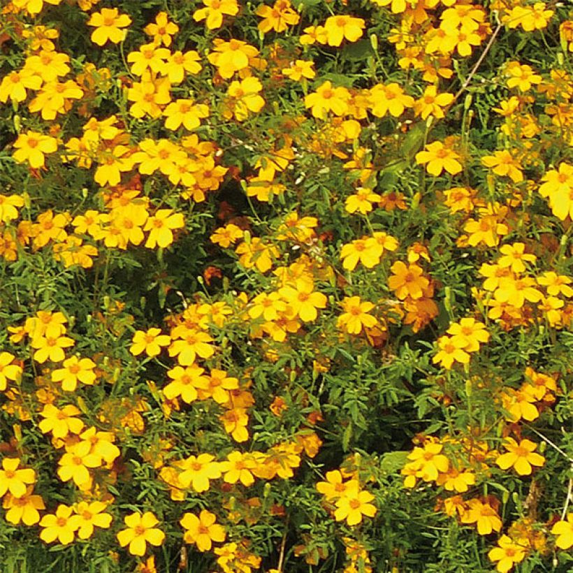 Studentenblume Gold Medal (Blüte)