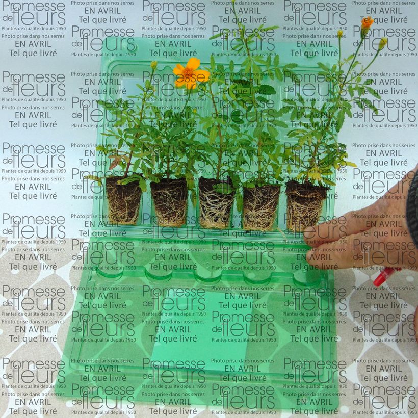 Beispiel eines Exemplars von Studentenblume Gold Medal Mini-Plug Ø 3/4 cm wie geliefert