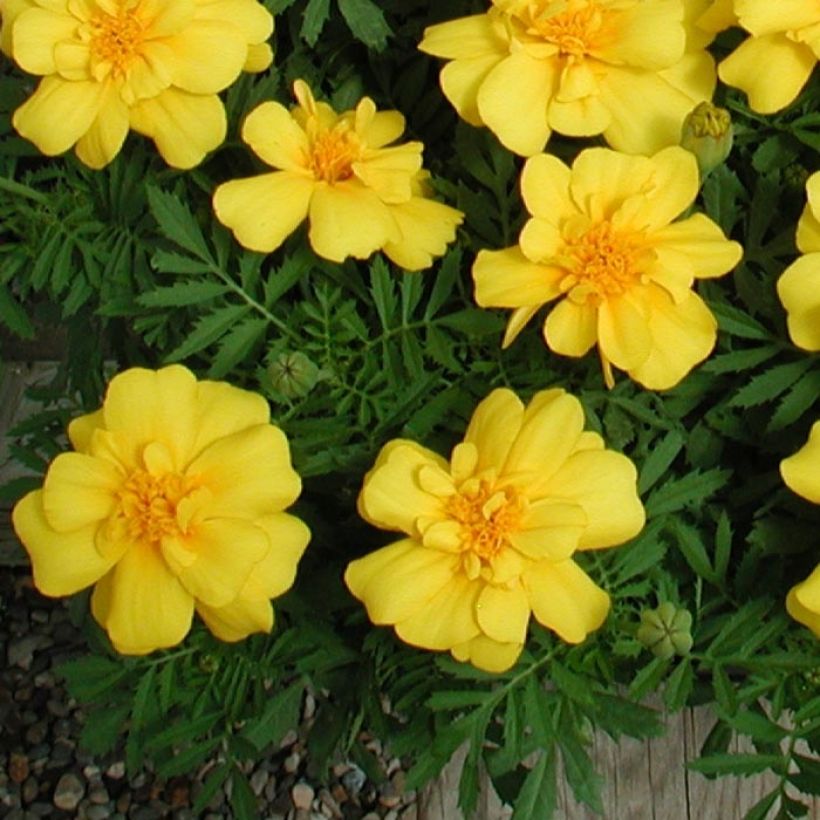 Niedrige Studentenblume Queen Yellow - Tagetes (Laub)