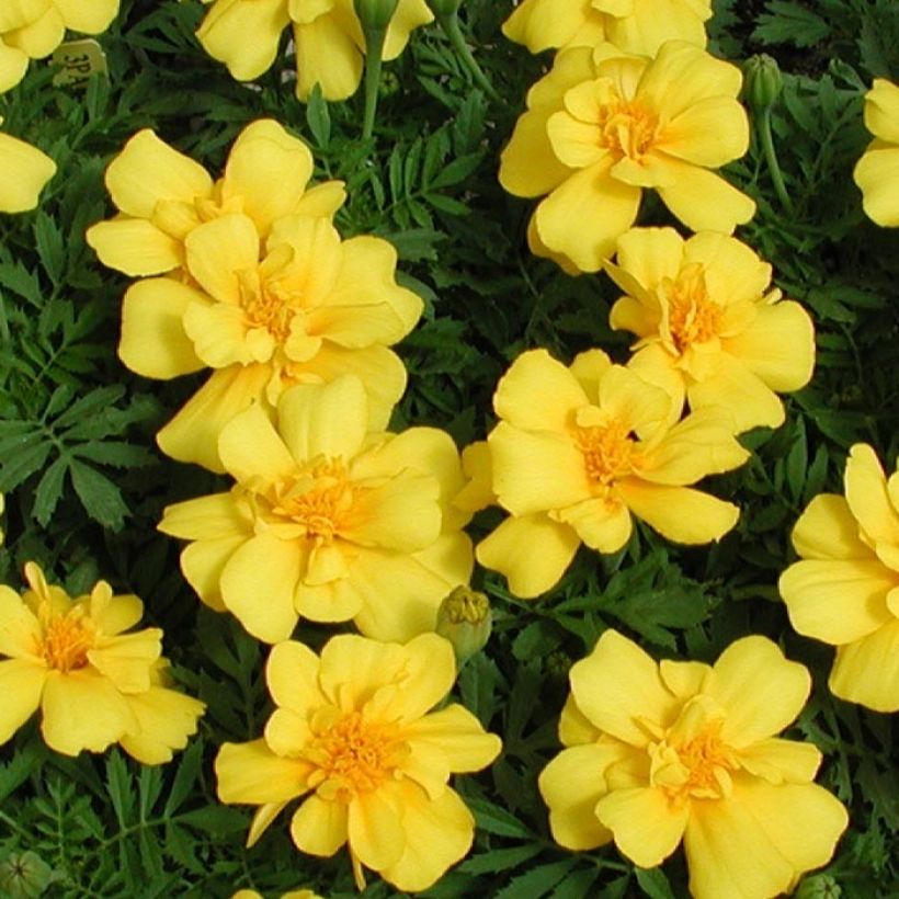 Niedrige Studentenblume Queen Yellow - Tagetes (Blüte)