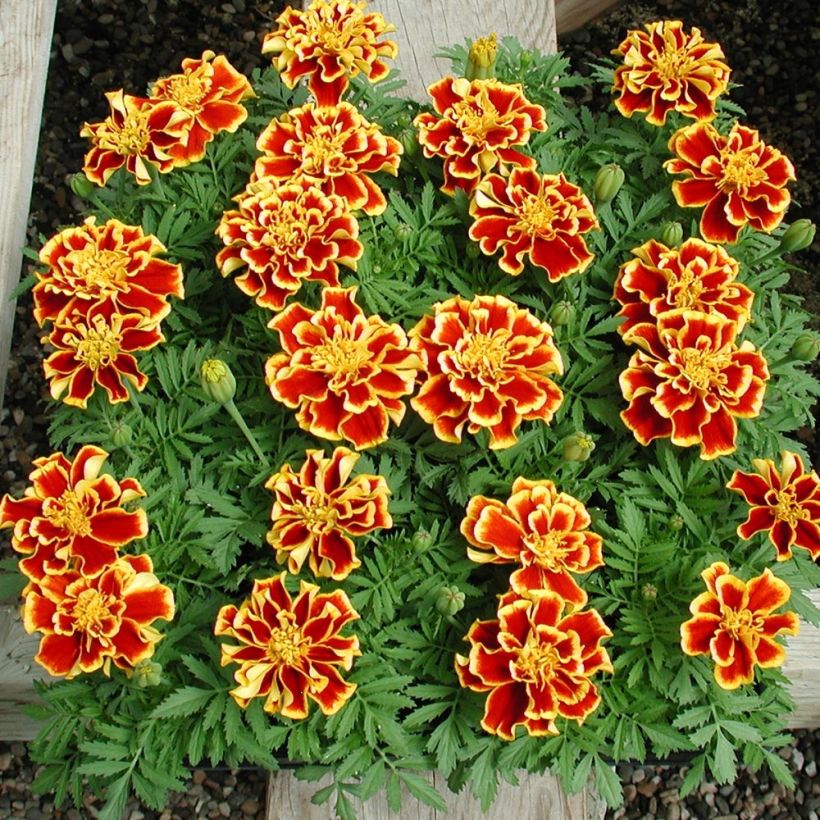 Niedrige Studentenblume Queen Yellow Fire - Tagetes (Hafen)