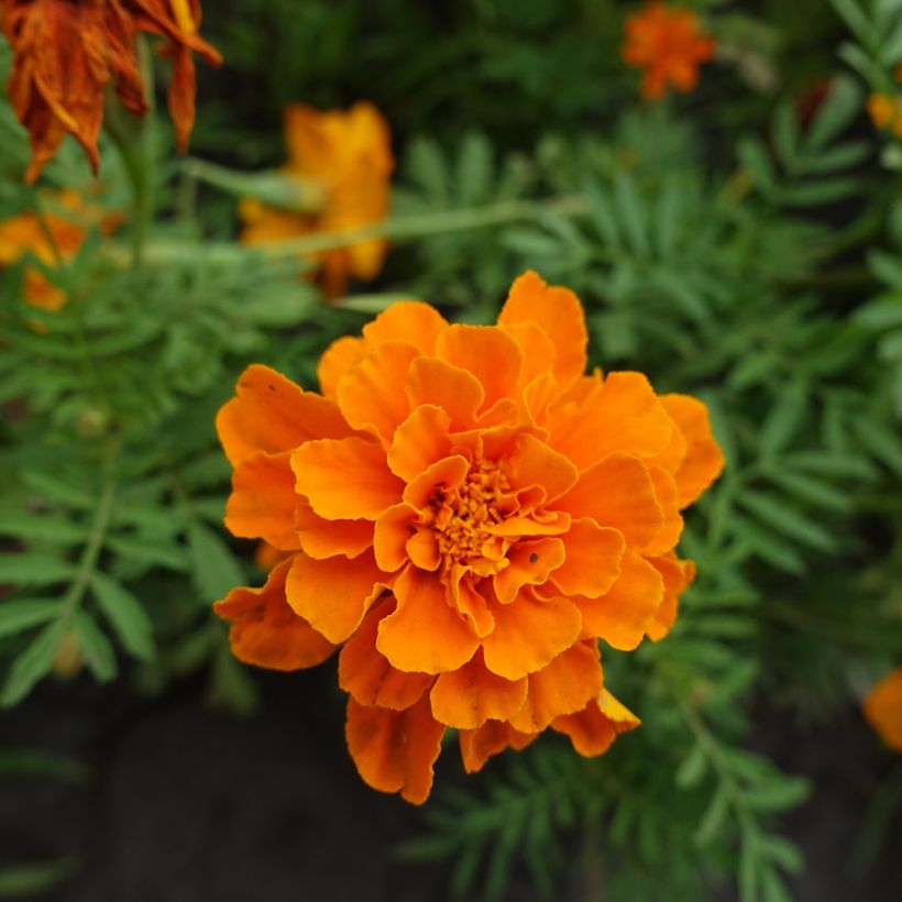 Studentenblume Durango Tangerine (Blüte)