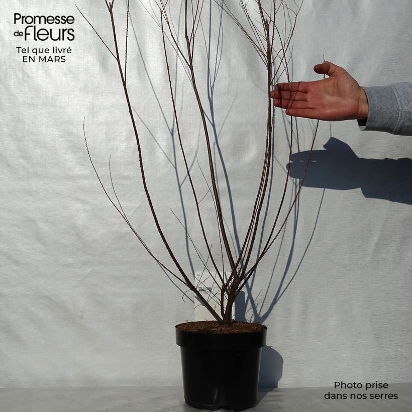 Exemplar von Tamarix ramosissima Hulsdonk White - Sommertamariske Topf mit 3L/4L wie im Frühjahr geliefert