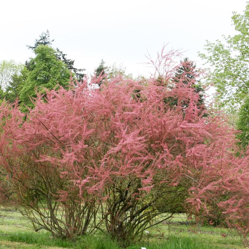 Tamarix ramosissima Rubra - Sommertamariske (Hafen)