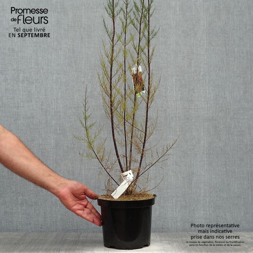 Exemplar von Tamarix ramosissima Rubra - Sommertamariske Topf mit 3L/4L wie im Herbst geliefert