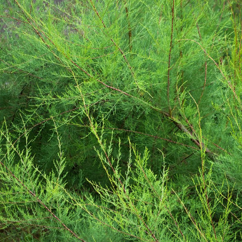 Tamarix gallica - Französische Tamariske (Laub)