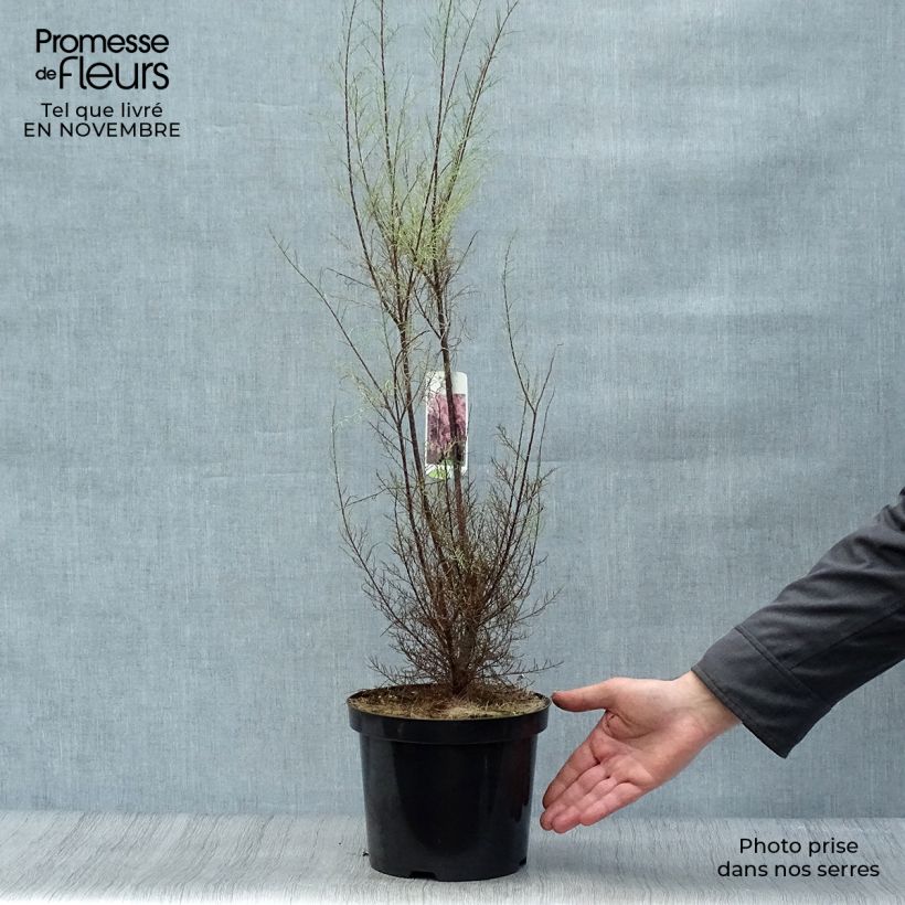 Exemplar von Tamarix parviflora - Kleinblütige Tamariske Topf mit 3L/4L wie im Herbst geliefert