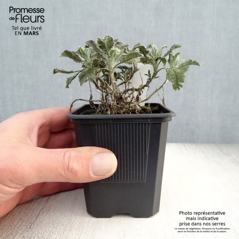 Exemplar von Tanacetum haradjanii - Silberblatt-Margerite Kleine Töpfe von 7/8 cm wie im Frühjahr geliefert