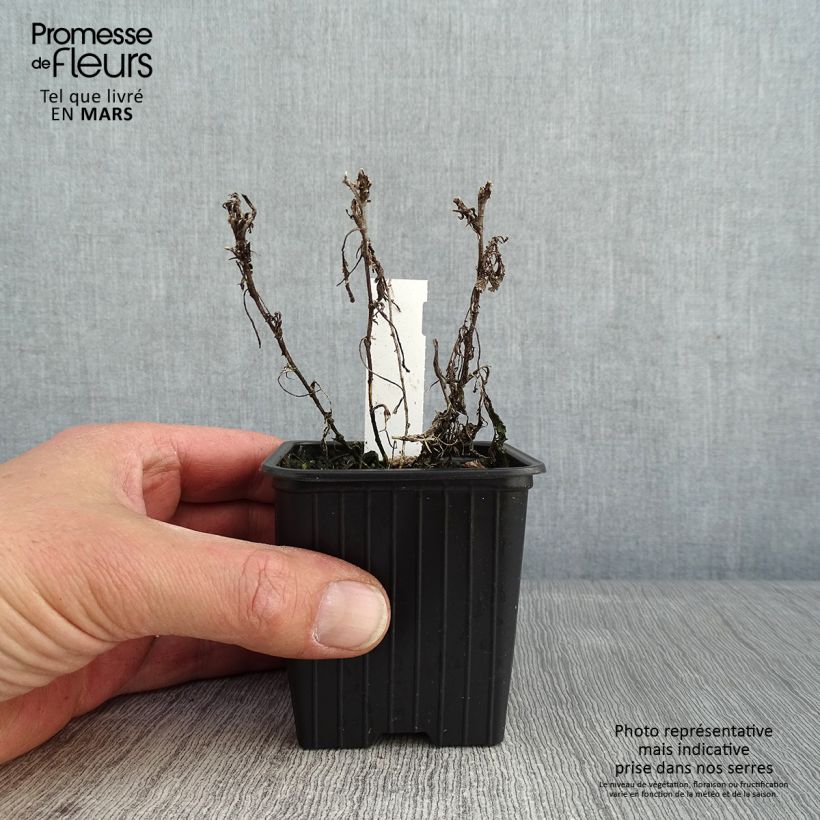 Exemplar von Tanacetum haradjanii - Silberblatt-Margerite Kleine Töpfe von 7/8 cm wie im Winter geliefert