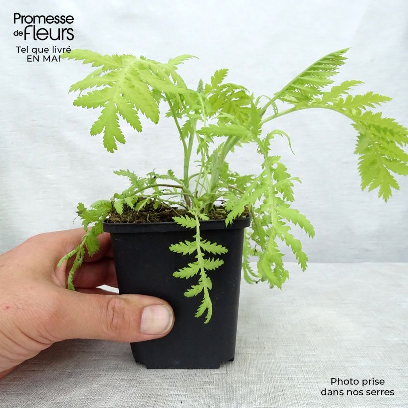 Exemplar von Rainfarn Isla Gold - Tanacetum vulgare Kleine Töpfe von 8/9 cm wie im Frühjahr geliefert