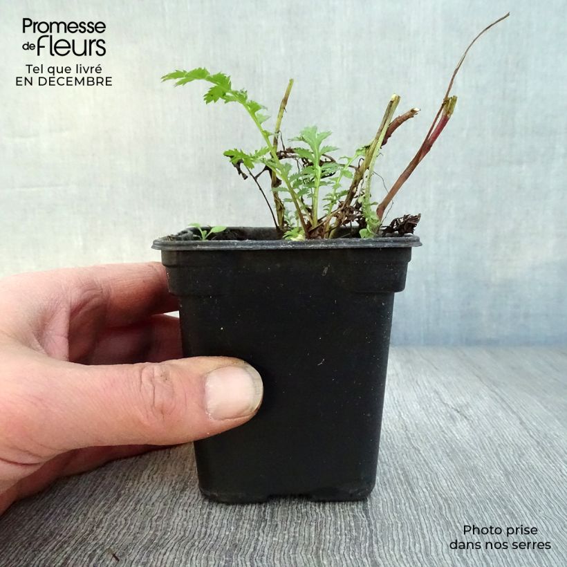 Exemplar von Rainfarn (Pflanzen) - Tanacetum vulgare Kleine Töpfe von 8/9 cm wie im Winter geliefert