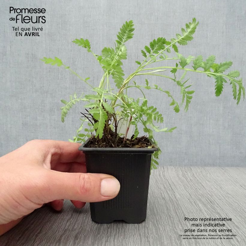 Exemplar von Rainfarn (Pflanzen) - Tanacetum vulgare Kleine Töpfe von 8/9 cm wie im Frühjahr geliefert