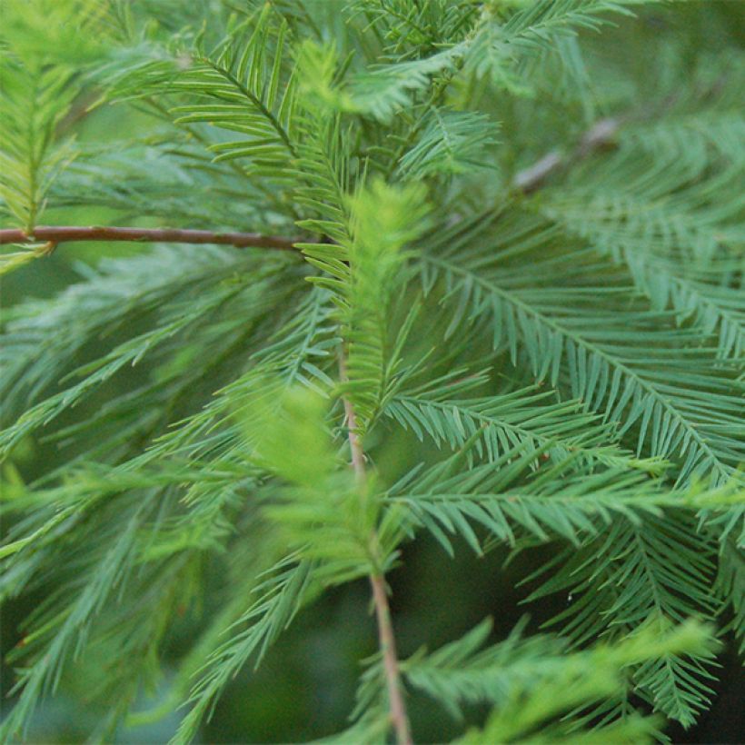 Taxodium distichum - Sumpfzypresse (Laub)