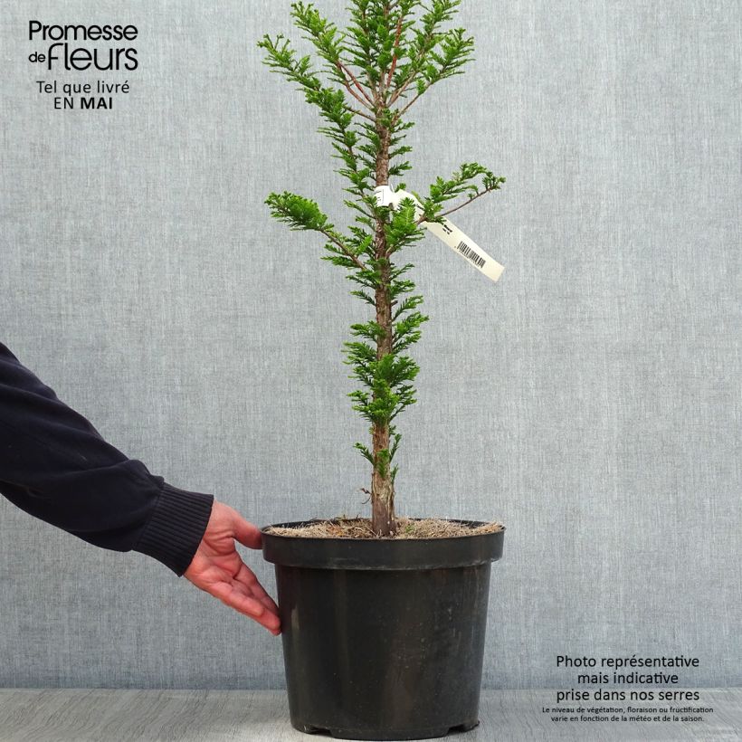 Exemplar von Taxodium distichum Pevé Minaret - Sumpfzypresse Topf mit 6L/7L wie im Frühjahr geliefert