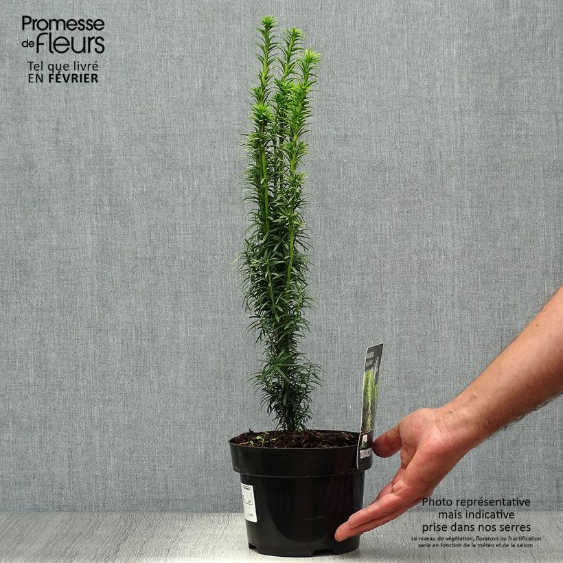 Exemplar von Eibe Ivory Tower - Taxus baccata Topf mit 2L/3L wie im Herbst geliefert