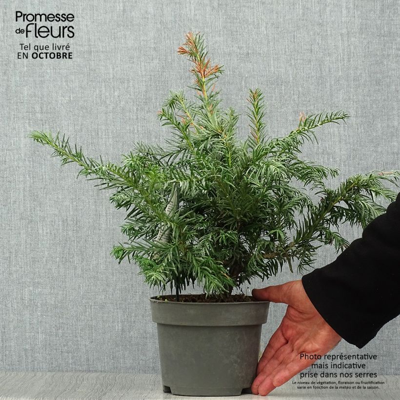 Exemplar von Eibe Repandens - Taxus baccata Topf mit 2L/3L wie im Herbst geliefert
