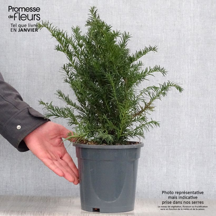 Exemplar von Eibe Repandens - Taxus baccata Topf mit 2L/3L wie im Winter geliefert