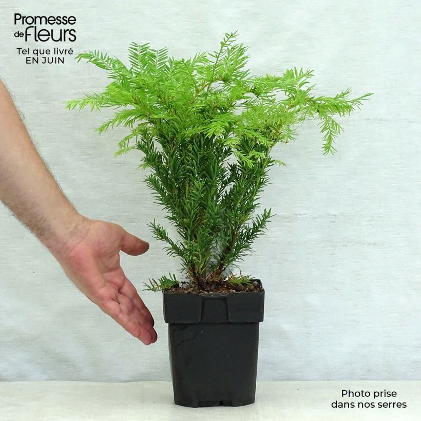 Exemplar von Eibe Semperaurea - Taxus baccata Topf mit 2L/3L wie im Sommer geliefert